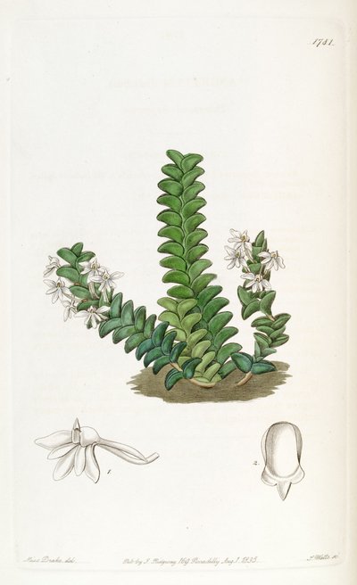 Angraecum distichum von Miss Drake